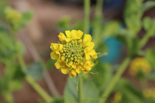 油菜花特写