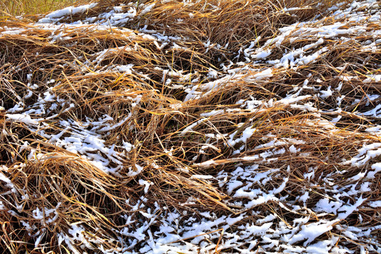小雪覆盖白茅草