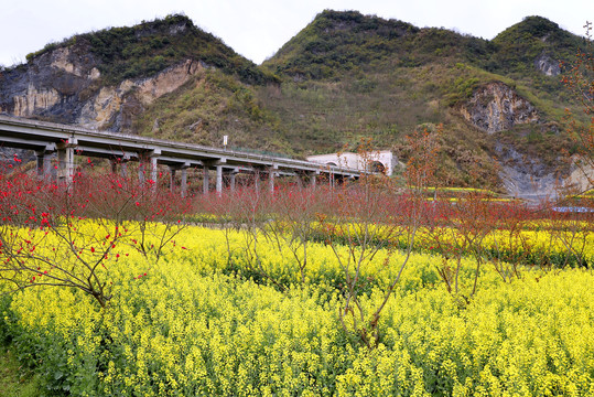 竹溪水坪油菜