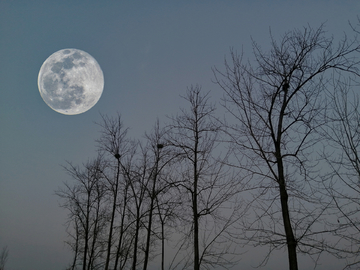月亮枯树