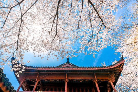 中式建筑楼阁飞檐与樱花