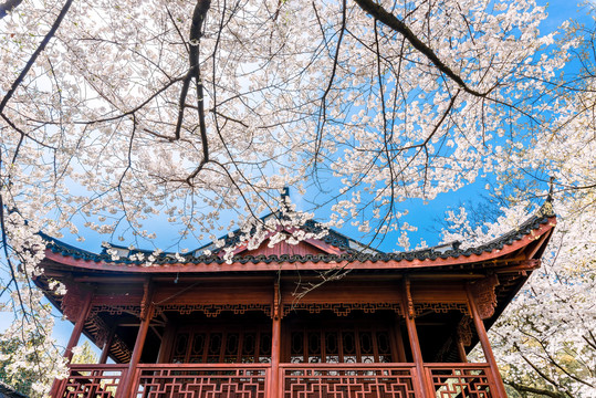 中式建筑楼阁飞檐与樱花