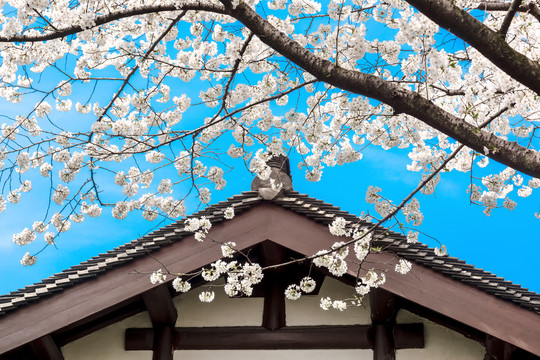 中式建筑楼阁屋檐与樱花