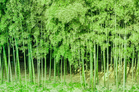 竹子竹林绿竹