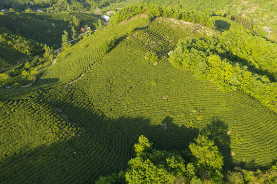 茶田茶园