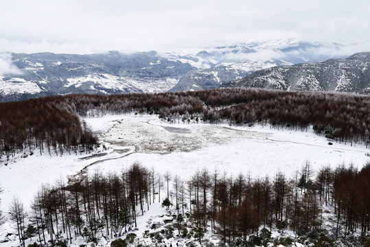 松林雪景