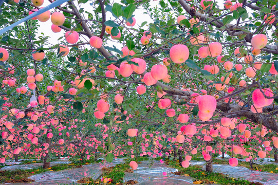 丰收的苹果园