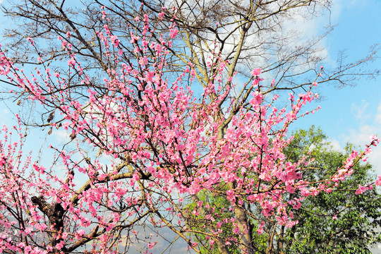 桃花