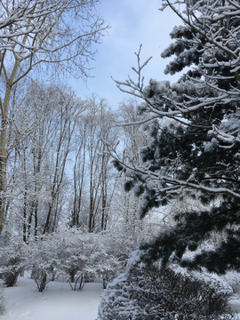 北国风光 雪景