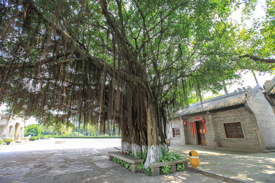 广东珠海陈芳故居古树