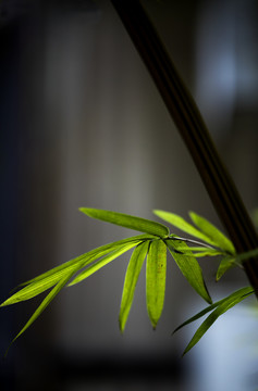 竹子