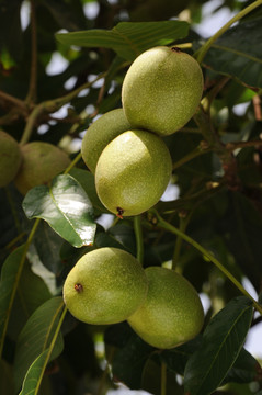 核桃枝