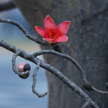 红木棉