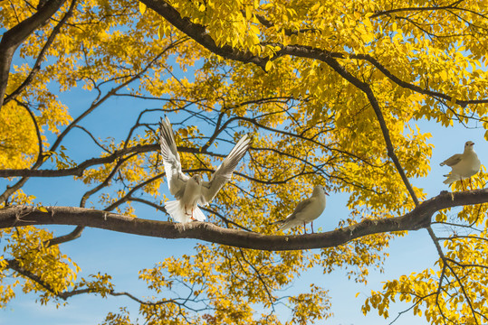 冬季在滇朴树上休息的红嘴鸥
