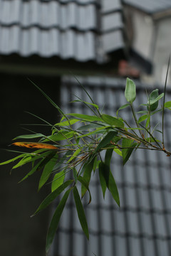 瓦檐旁的竹枝