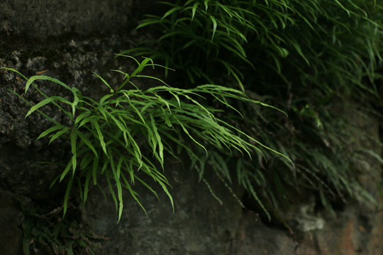 石缝里的蕨类植物