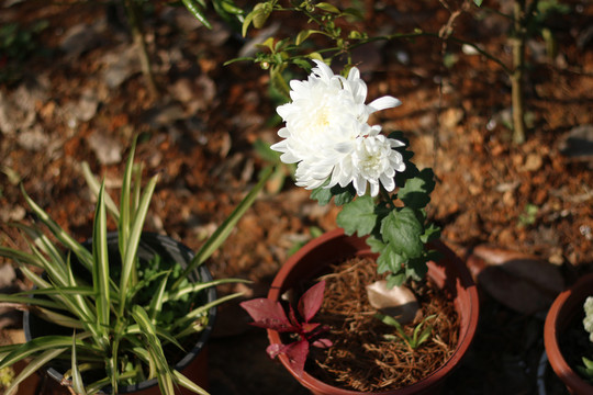 花盆里的白色菊花