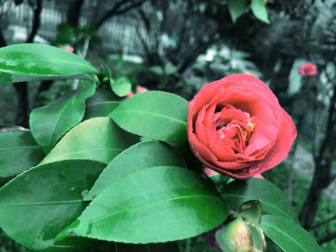 山茶花