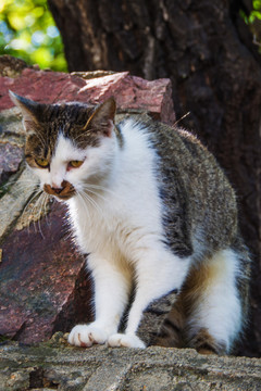 一只坐在墙头上的花猫