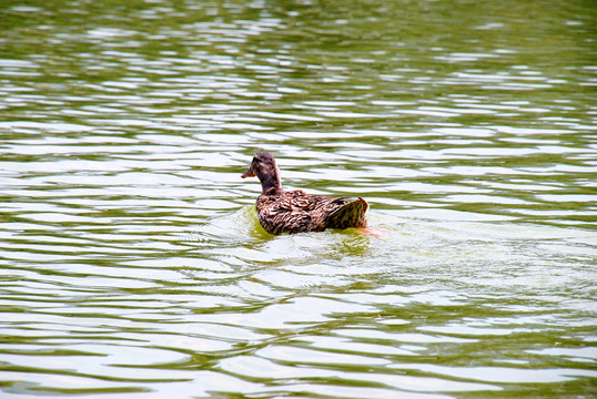 湖面上的野鸭