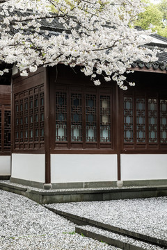 古典园林中式建筑与樱花