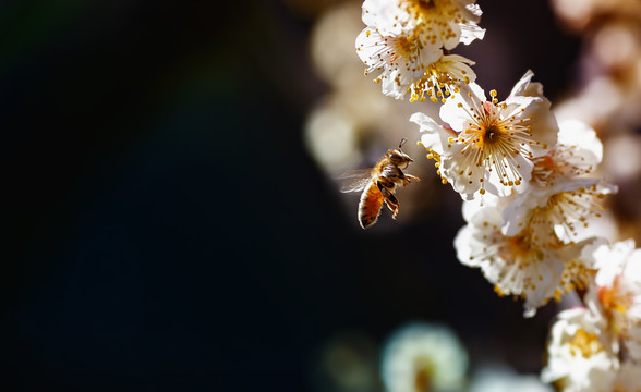 蜜蜂采梅