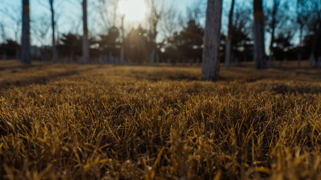 夕阳照射在发黄的草地上