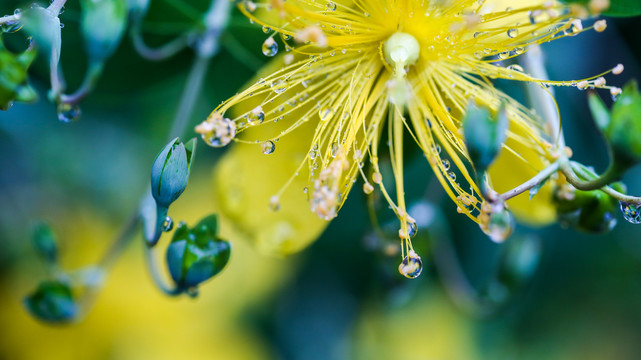 雨中金丝桃