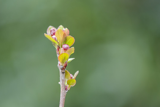 发芽树芽