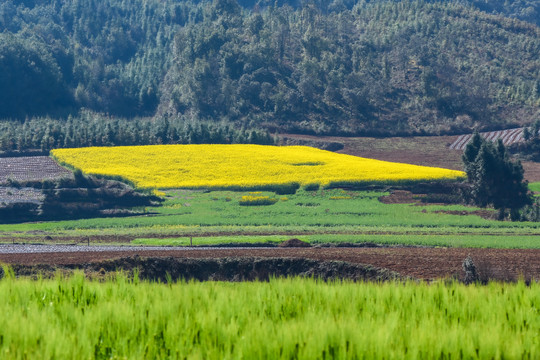 云南油菜花