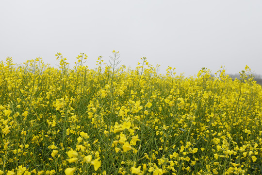 云南油菜花
