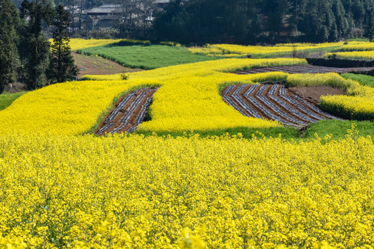 云南油菜花