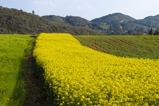 云南油菜花