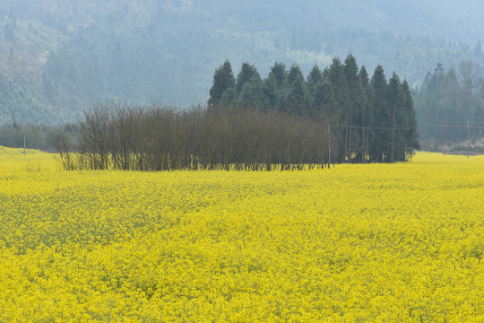 云南油菜花