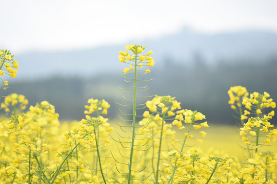 云南油菜花