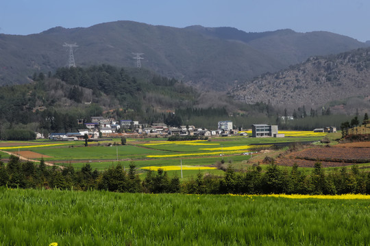 云南油菜花