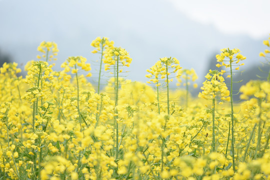 云南油菜花