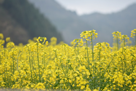 云南油菜花