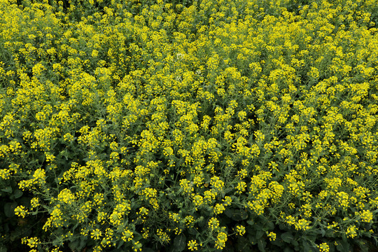 云南油菜花