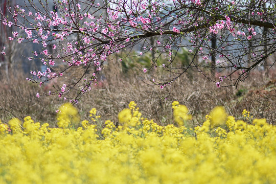 云南油菜花
