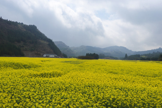 云南油菜花