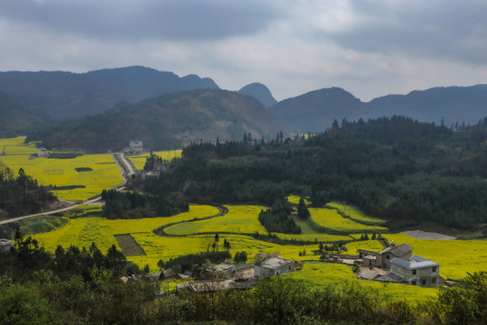云南油菜花