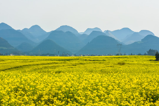 云南油菜花