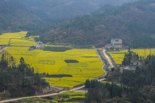 云南油菜花