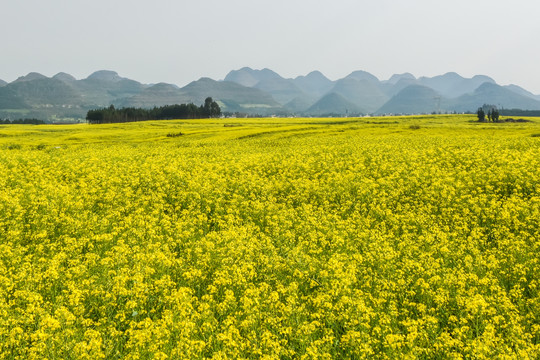 云南油菜花