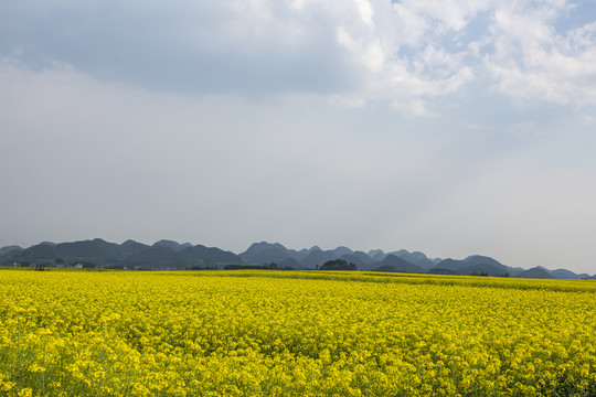 云南油菜花