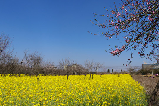 云南油菜花