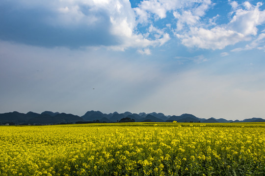 云南油菜花