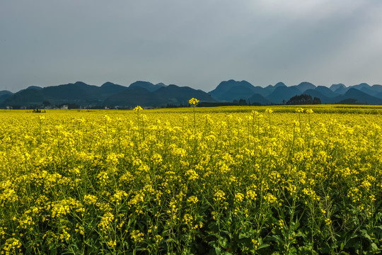 云南油菜花