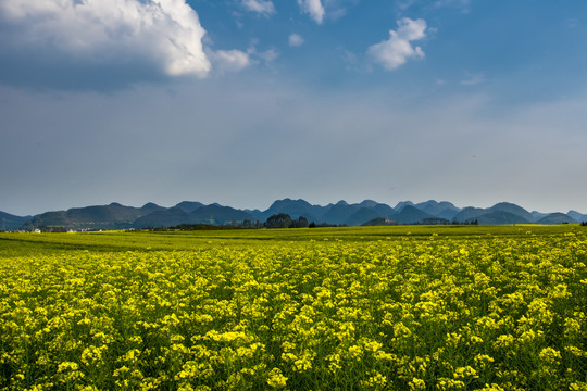 云南油菜花